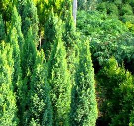 саженцы кипариса - тип 2