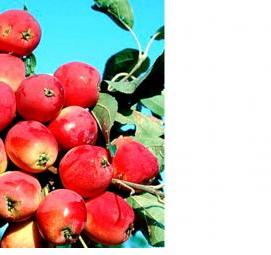 саженцы китайки - тип 3