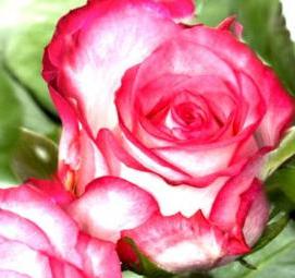 саженцы китайской розы - вариант 1