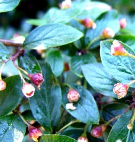 саженцы кизильника - вариант 4