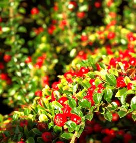 саженцы кизильника - вариант 2