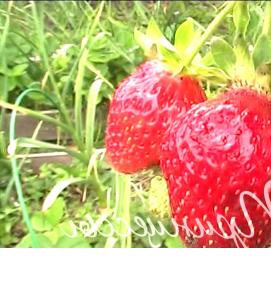 саженцы клубники - модель 4