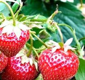 саженцы клубники мурано - вариант 4