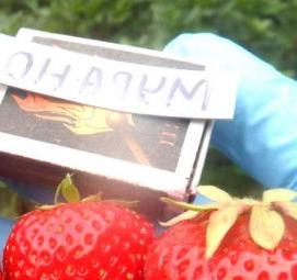 саженцы клубники мурано - вариант 3