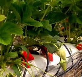 саженцы клубники мурано - вариант 2