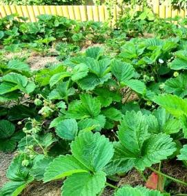 саженцы клубники с открытой корневой системой - модель 1