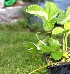 саженцы клубники с открытой корневой системой - модель 4