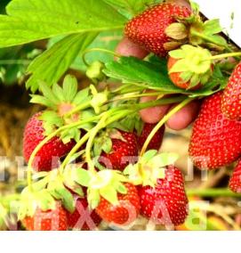 саженцы клубники с открытой корневой системой - модель 3