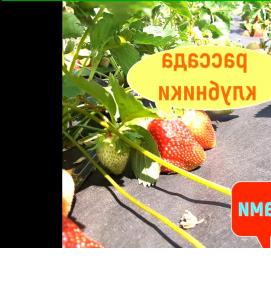 саженцы клубники с открытой корневой системой - модель 2