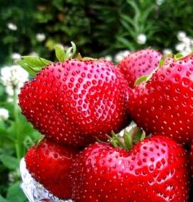 саженцы клубники - модель 2