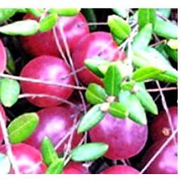 саженцы клюквы - тип 3