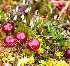 саженцы клюквы - тип 2