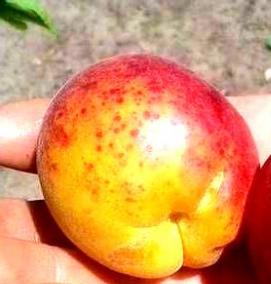 саженцы колоновидных абрикос - модель 4