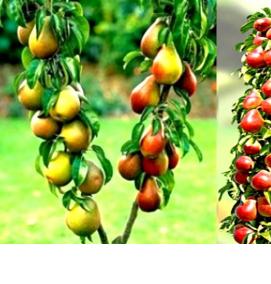 саженцы колоновидных абрикос - модель 3