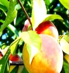 саженцы колоновидных абрикос - модель 2