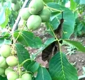 саженцы крупного грецкого ореха - вариант 1