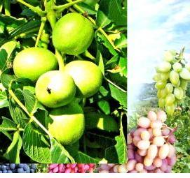 саженцы крупного грецкого ореха - вариант 4