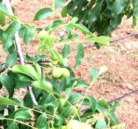 саженцы крупного грецкого ореха - вариант 3