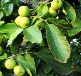 саженцы крупного грецкого ореха - вариант 2