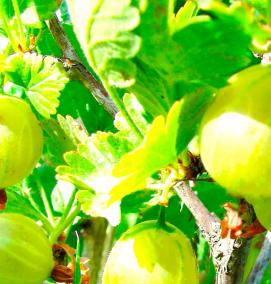 саженцы крупного крыжовника - модель 4