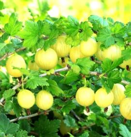 саженцы крупного крыжовника - модель 3