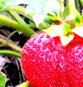 саженцы крупной клубники - вариант 4