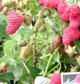 саженцы крупной малины - вариант 2