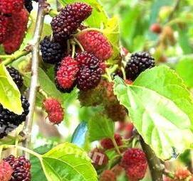 саженцы крупноплодной шелковицы - тип 4