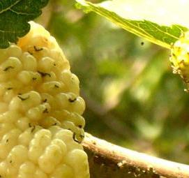 саженцы крупноплодной шелковицы - тип 3