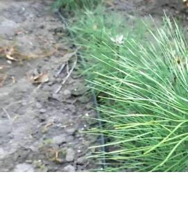 саженцы крымской сосны - вариант 3