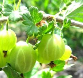 саженцы крыжовника - тип 1