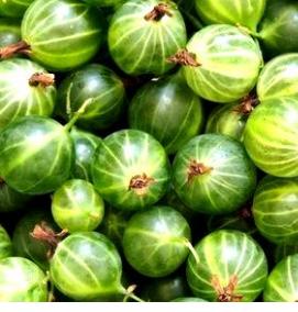 саженцы крыжовника питомник - модель 3