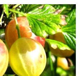 саженцы крыжовника - тип 3