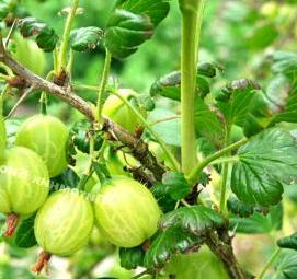 саженцы крыжовника - тип 2