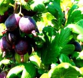 саженцы крыжовника золотой огонек - модель 1