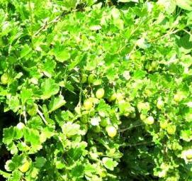 саженцы крыжовника золотой огонек - модель 4