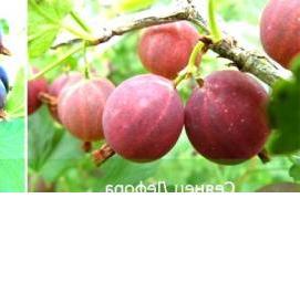 саженцы крыжовника золотой огонек - модель 3