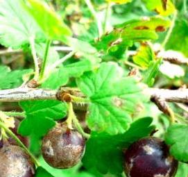 саженцы крыжовника золотой огонек - модель 2