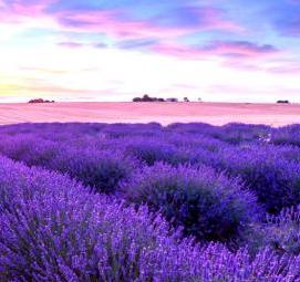 саженцы лаванды - модель 1