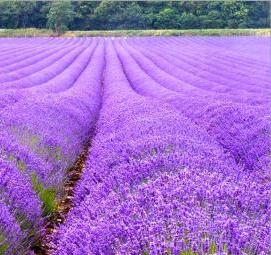 саженцы лаванды - модель 3