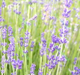 саженцы лаванды - модель 2