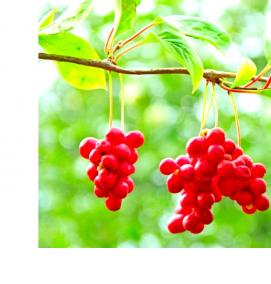 саженцы лимонника - вариант 4