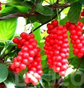 саженцы лимонника - вариант 3