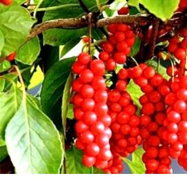 саженцы лимонника - вариант 2