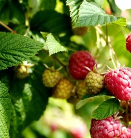 саженцы малина глен - тип 4