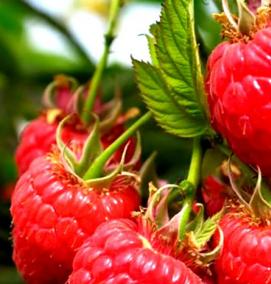 саженцы малины двухлетней - тип 1