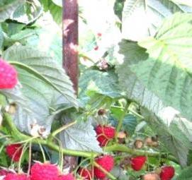 саженцы малины карамелька - тип 1