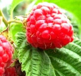 саженцы малины новость кузьмина - вариант 4