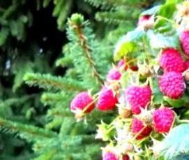 саженцы малины полька - вариант 3