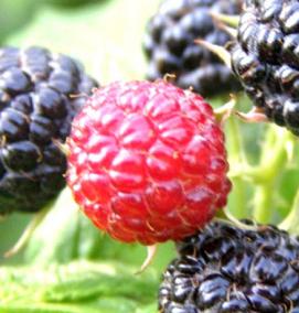 саженцы малины ранней малины - вариант 2